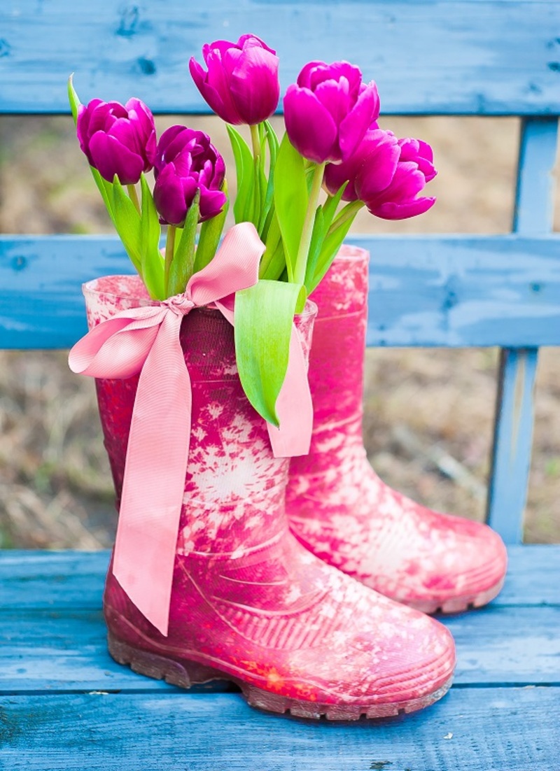 carnations  flowers  / of flowers